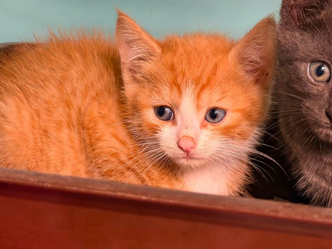Aramis - Chat Européen à adopter - photo 2