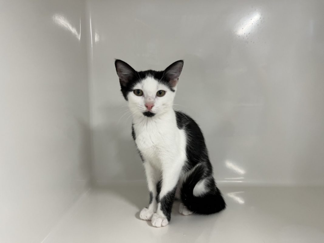 Cabriole - Chat Européen à adopter