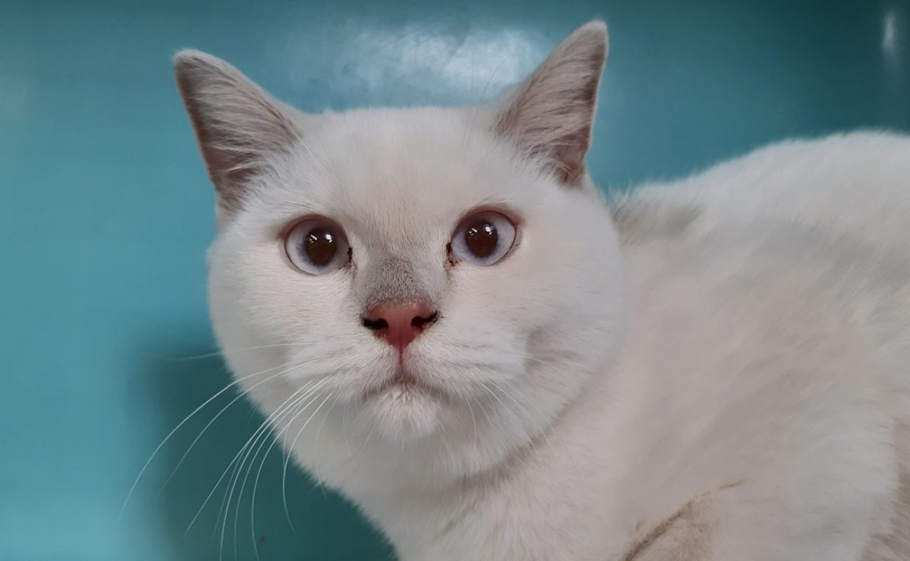 Bosnie - Chat à adopter
