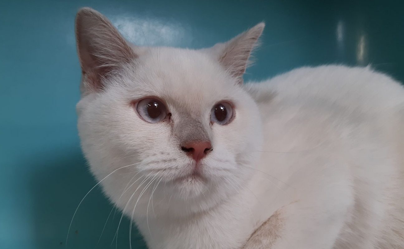 Bosnie - Chat à adopter - photo 2