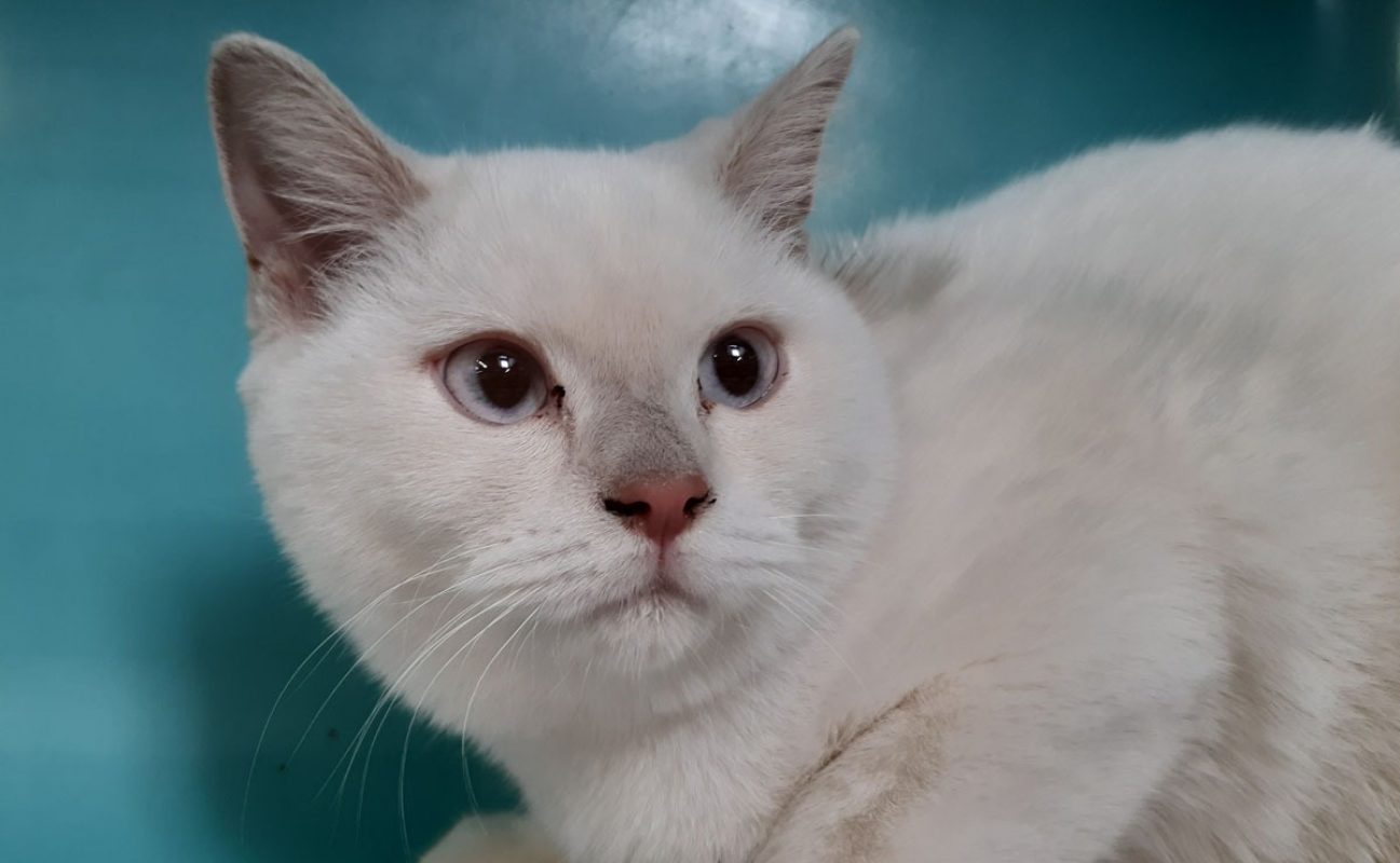 Bosnie - Chat à adopter - photo 3