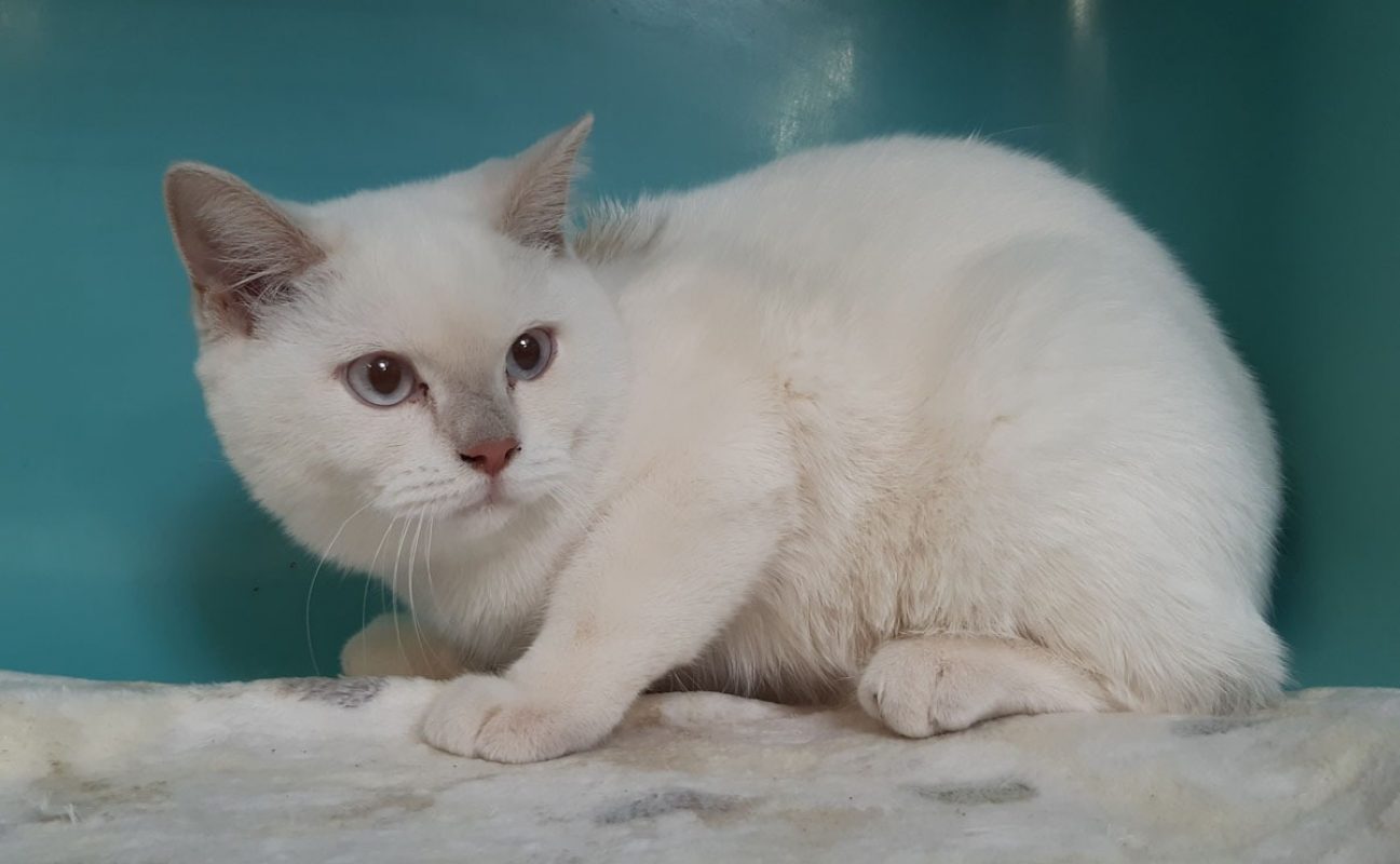 Bosnie - Chat à adopter - photo 4