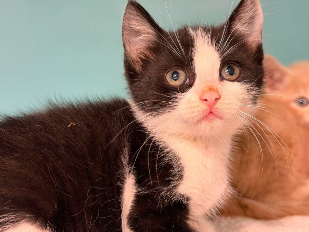 Athos - Chat Européen à adopter
