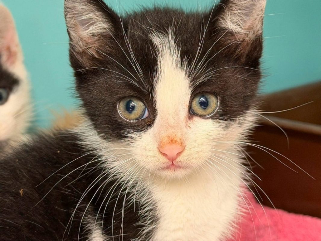 Athos - Chat Européen à adopter - photo 2