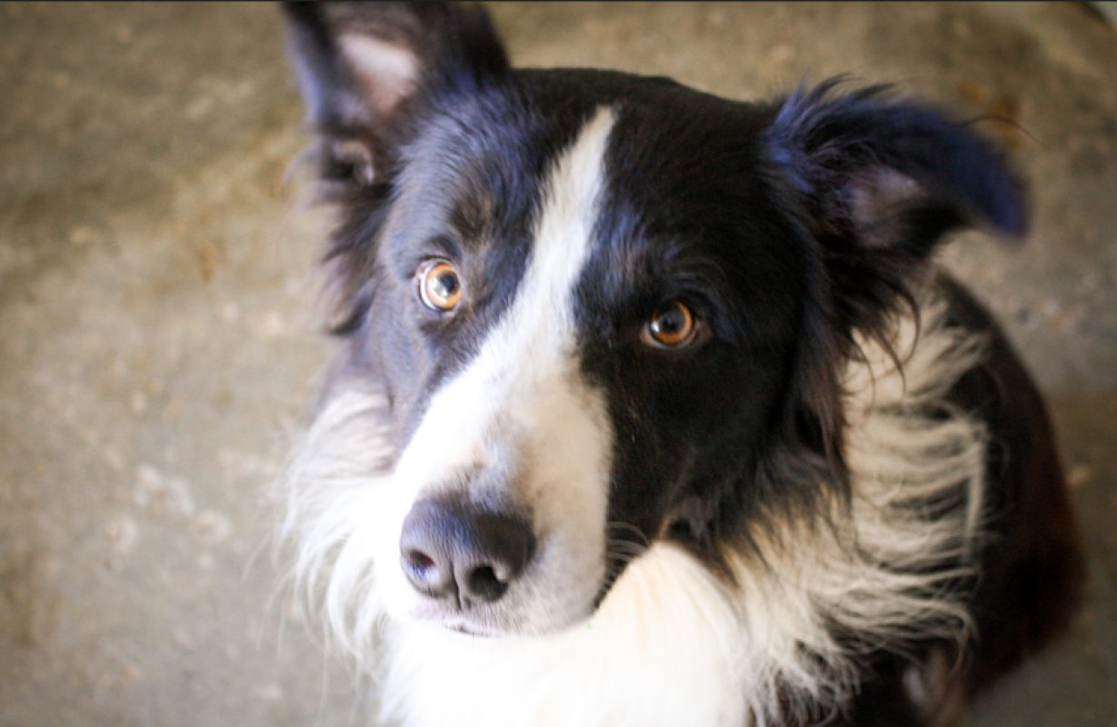Balto - Chien à adopter