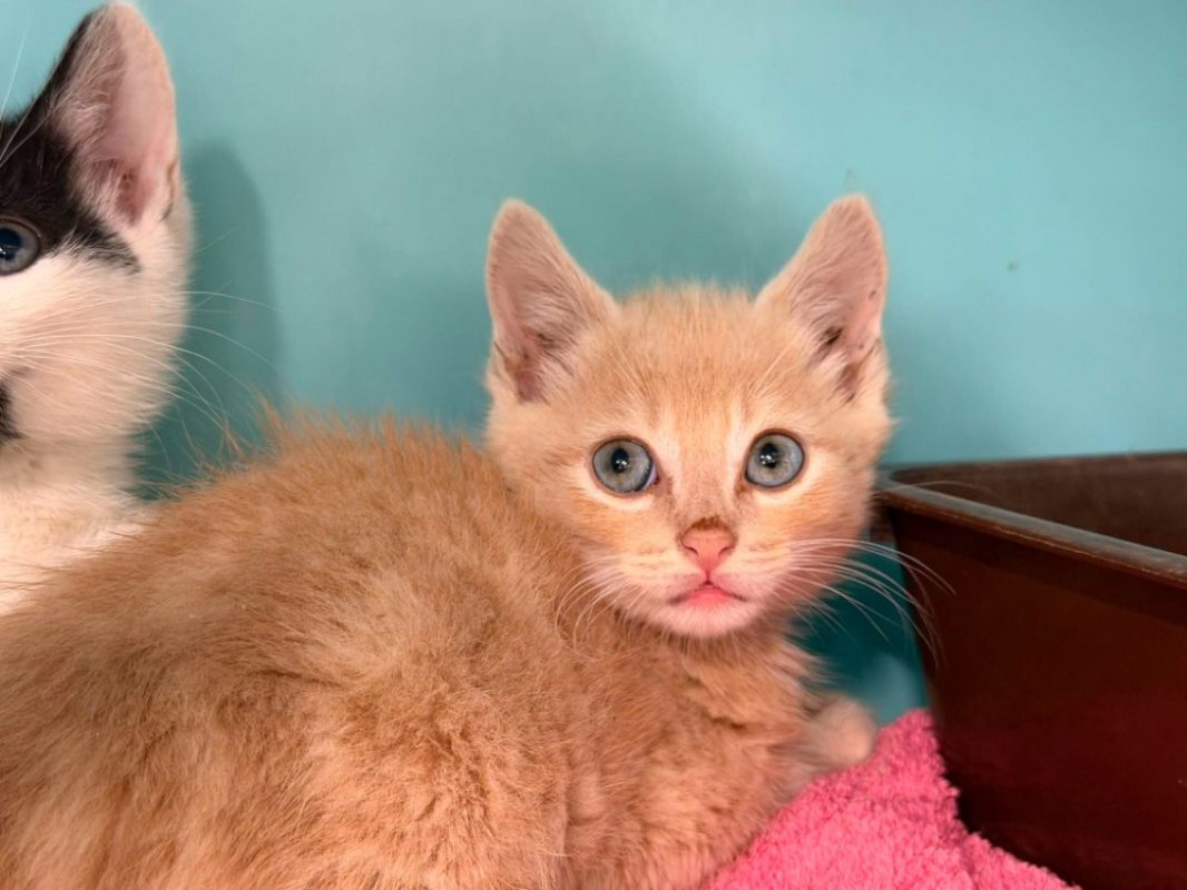 Porthos - Chat Européen à adopter