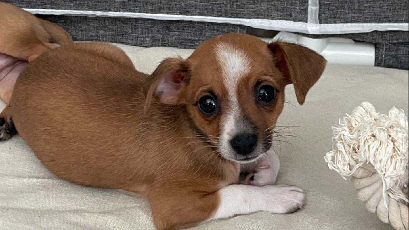 Milo - Chien à adopter