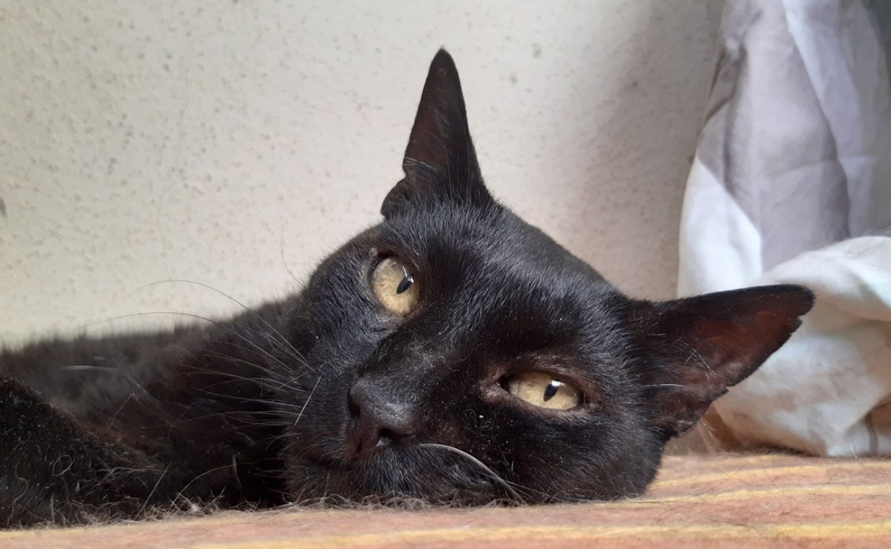 Tomardy - Chat Européen à adopter
