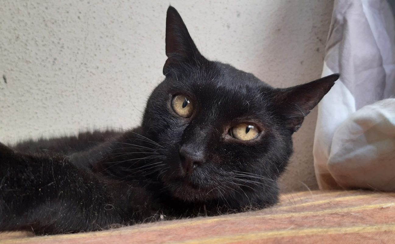 Tomardy - Chat Européen à adopter - photo 2