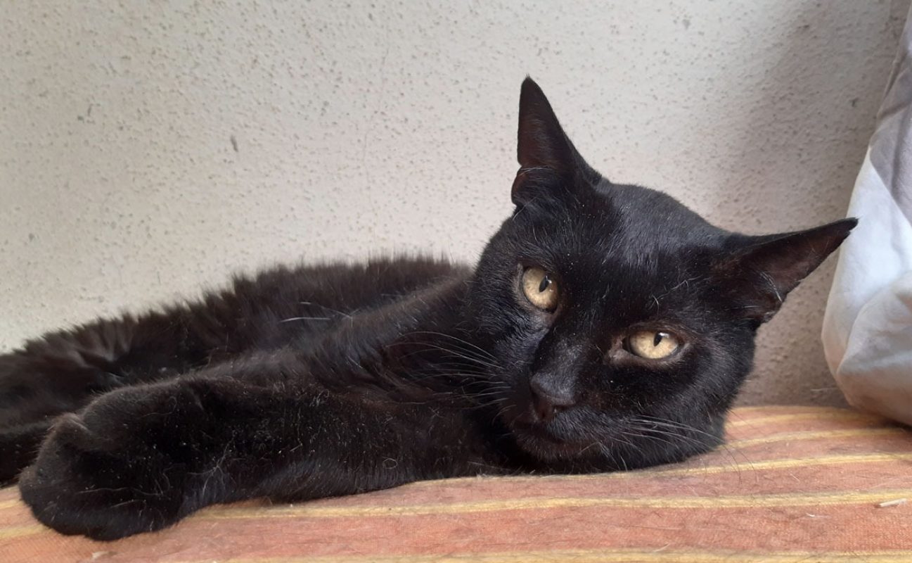 Tomardy - Chat Européen à adopter - photo 3