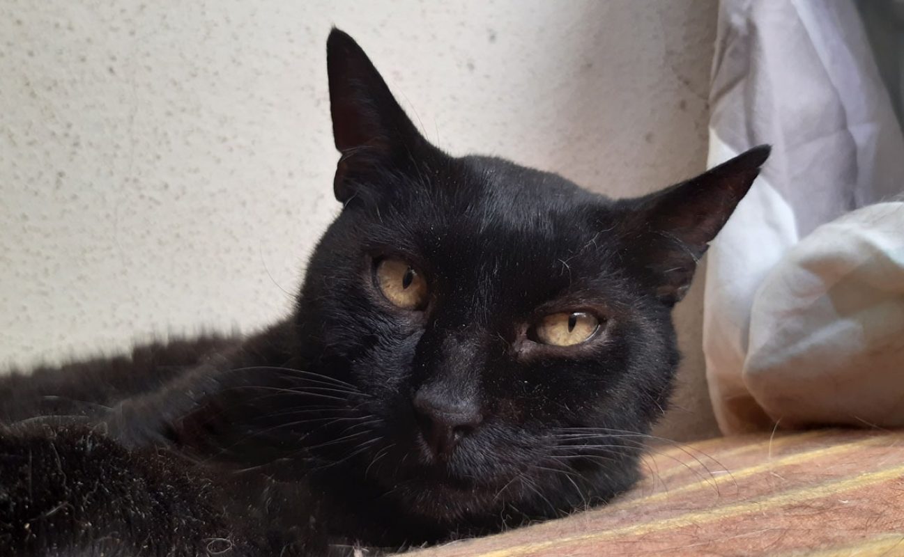 Tomardy - Chat Européen à adopter - photo 4