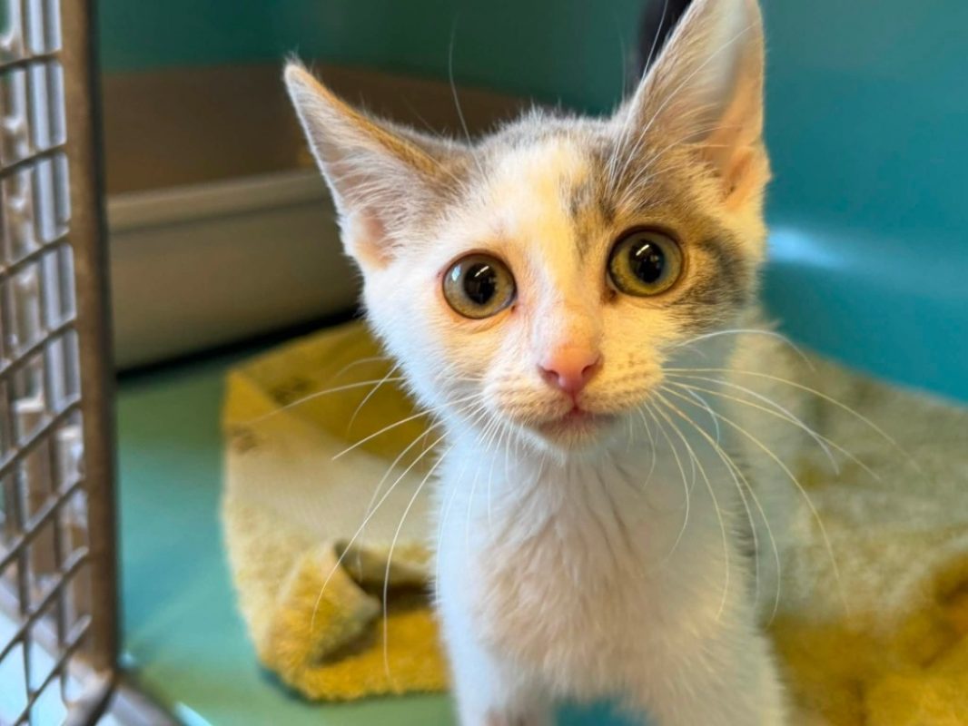 Buddy - Chat Européen à adopter