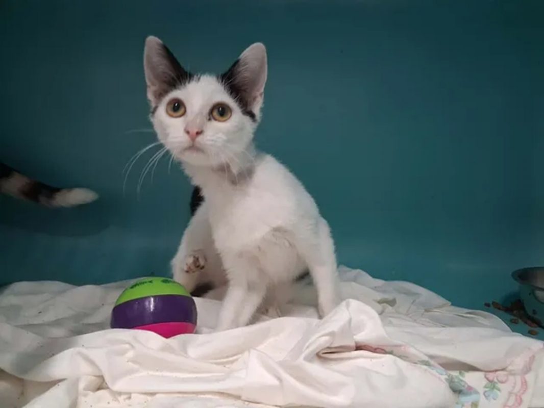 Donald - Chat Européen à adopter