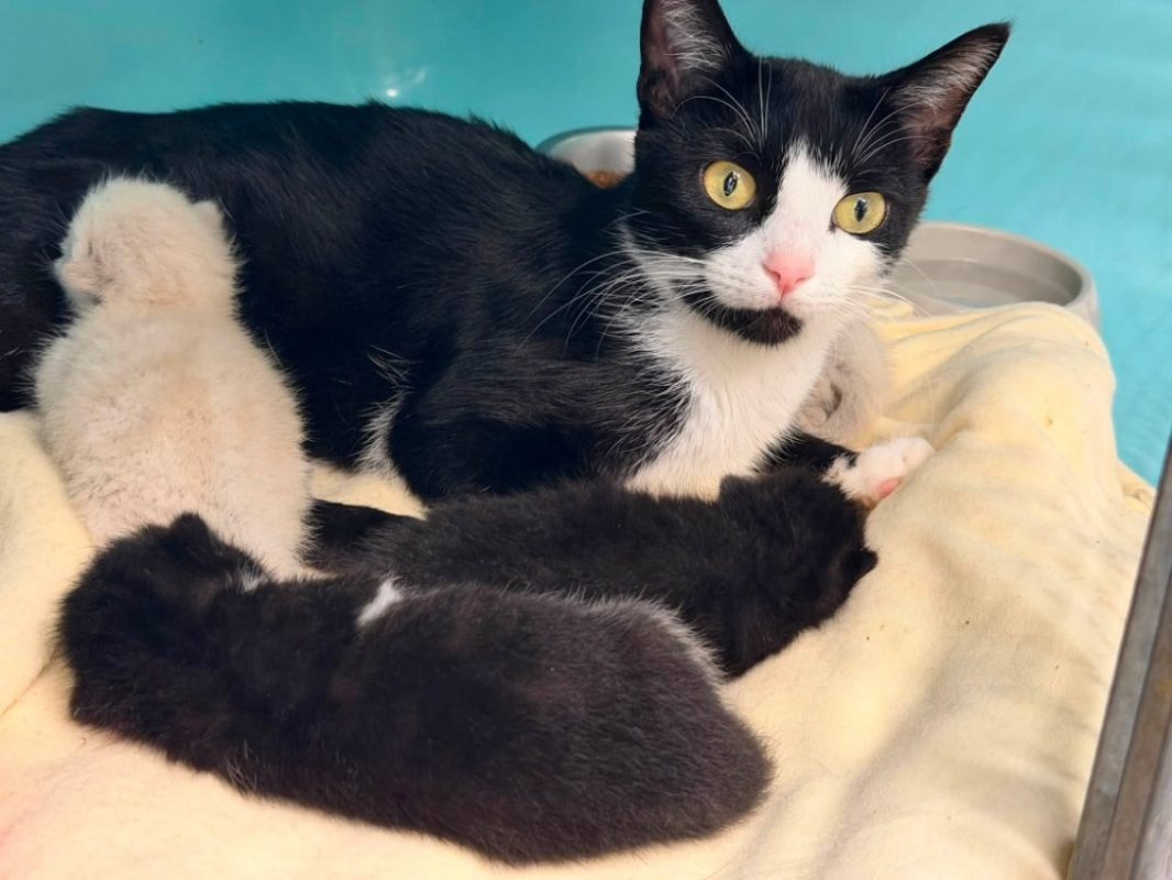 Noisette - Chat Européen à adopter