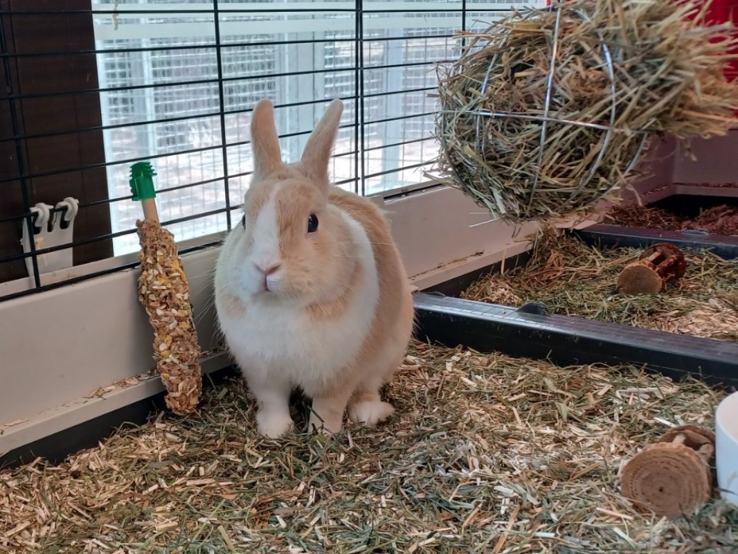 Moustache - Rongeur Lapin à adopter