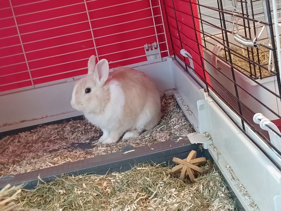 Moustache - Rongeur Lapin à adopter - photo 2
