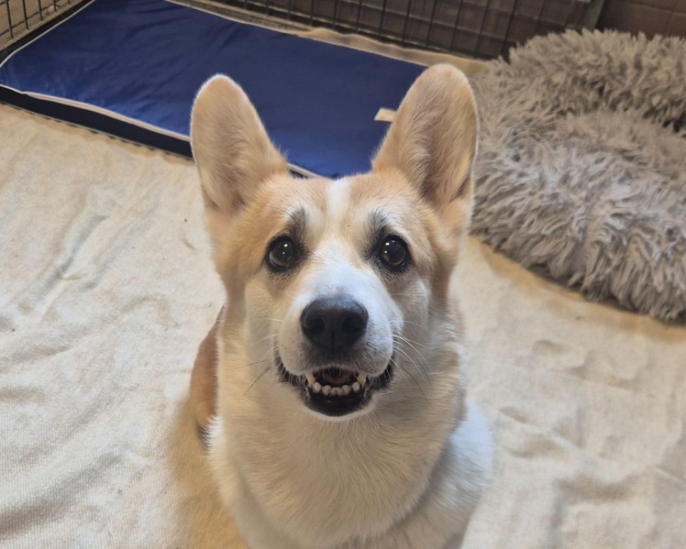 Cirilla - Chien Welsh Corgi Cardigan à adopter