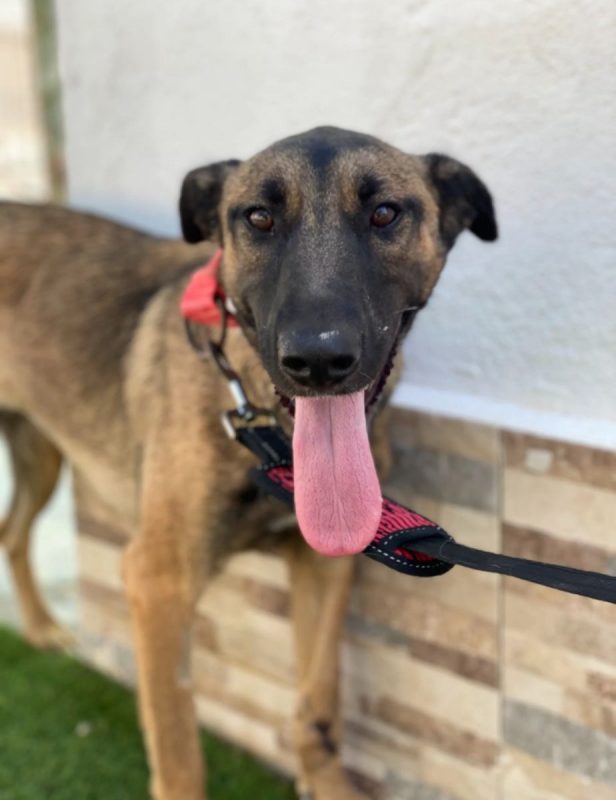 Beatriz - Chien Berger Belge Malinois à adopter - photo 6