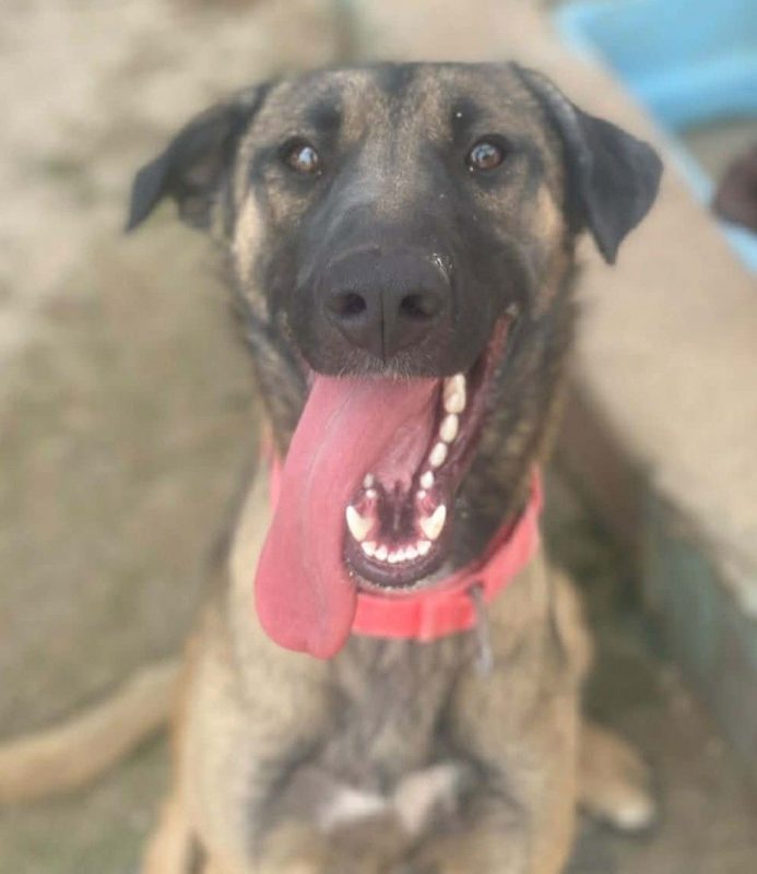 Beatriz - Chien Berger Belge Malinois à adopter