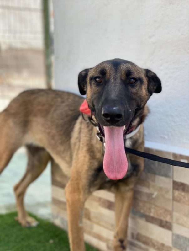 Beatriz - Chien Berger Belge Malinois à adopter - photo 8