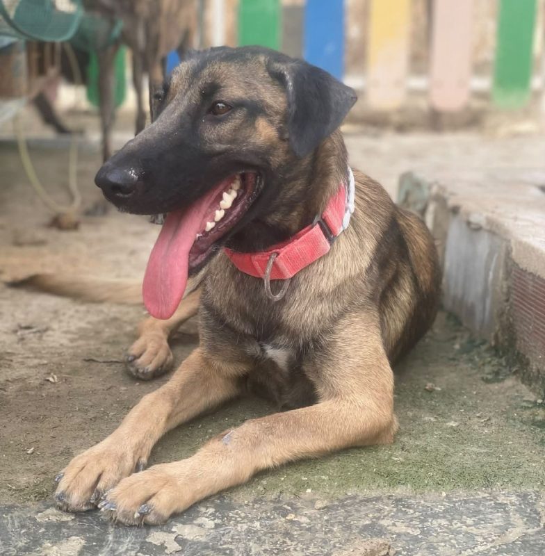 Beatriz - Chien Berger Belge Malinois à adopter - photo 3