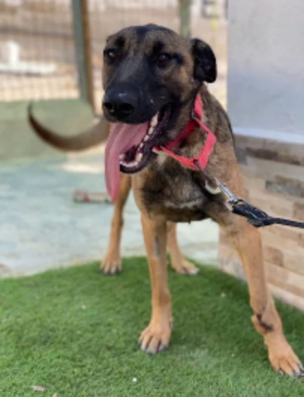 Beatriz - Chien Berger Belge Malinois à adopter - photo 9