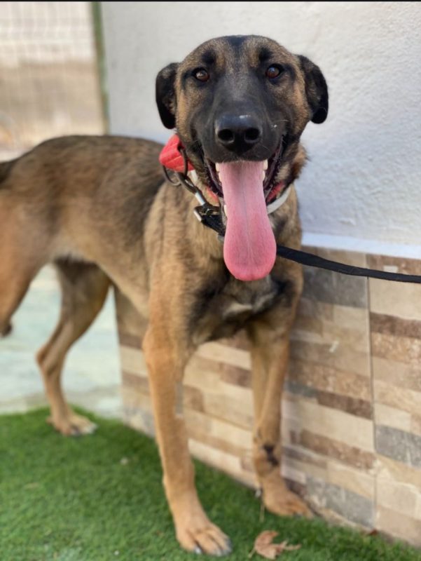 Beatriz - Chien Berger Belge Malinois à adopter - photo 2