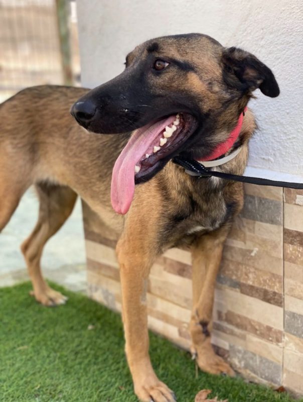 Beatriz - Chien Berger Belge Malinois à adopter - photo 4