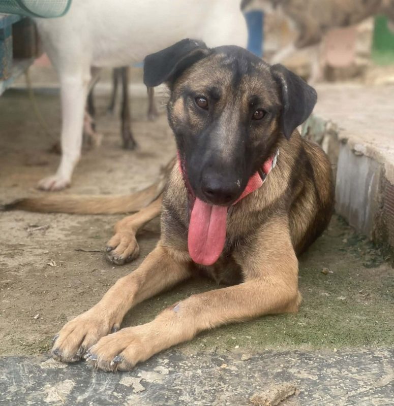Beatriz - Chien Berger Belge Malinois à adopter - photo 10