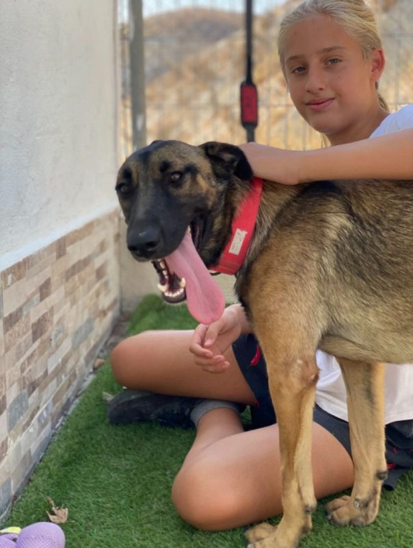 Beatriz - Chien Berger Belge Malinois à adopter - photo 7