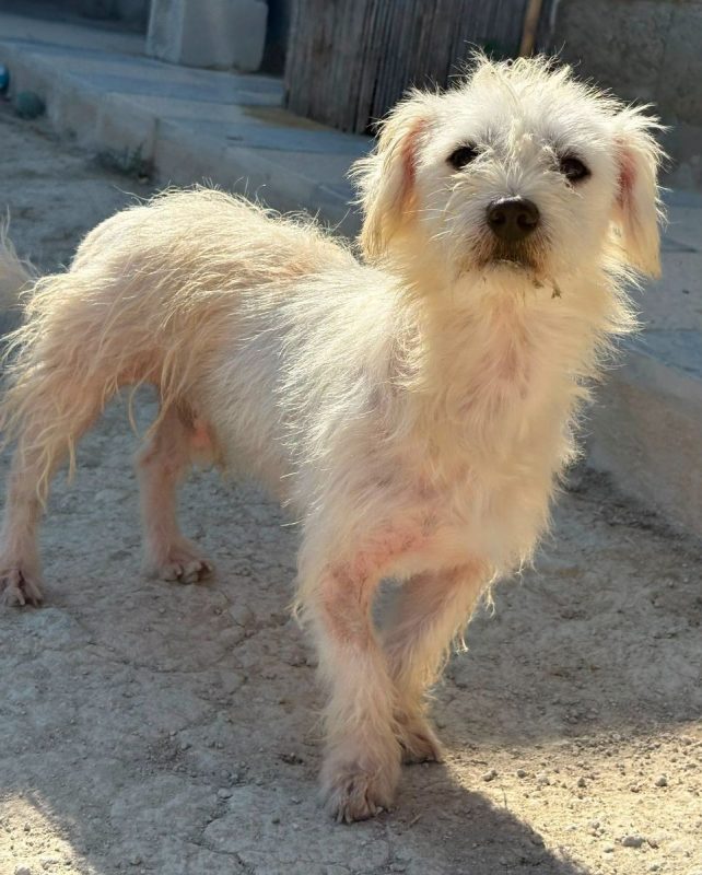 Pepe - Chien Bichon à poil frisé à adopter - photo 8
