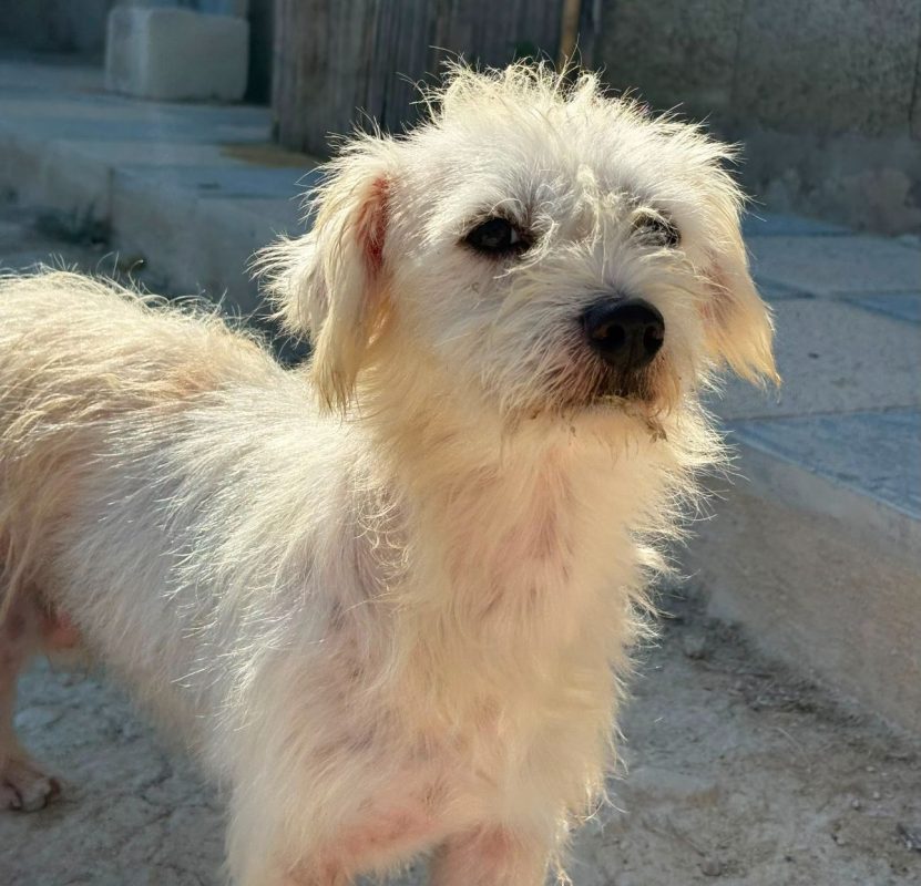 Pepe - Chien Bichon à poil frisé à adopter - photo 5
