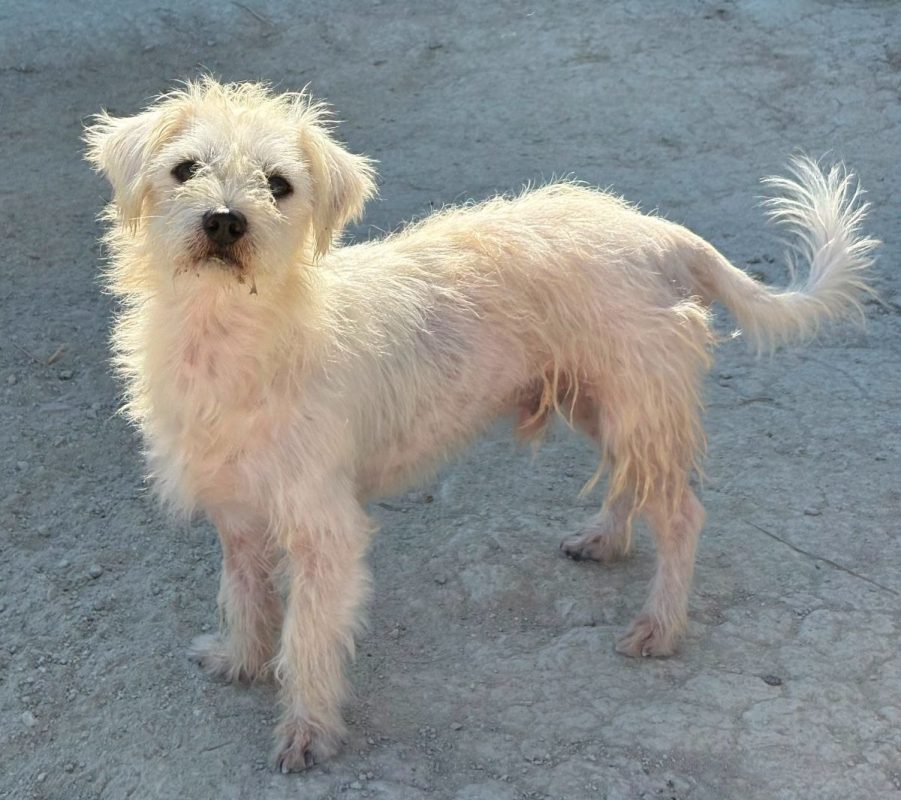 Pepe - Chien Bichon à poil frisé à adopter - photo 4