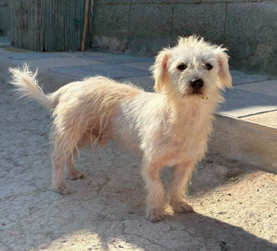 Pepe - Chien Bichon à poil frisé à adopter - photo 2