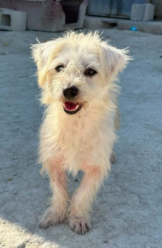 Pepe - Chien Bichon à poil frisé à adopter - photo 3