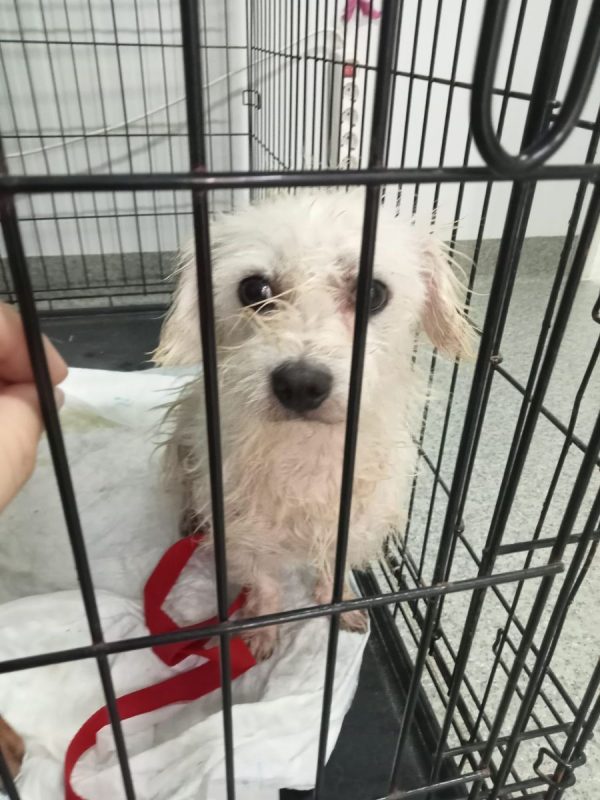Pepe - Chien Bichon à poil frisé à adopter - photo 7