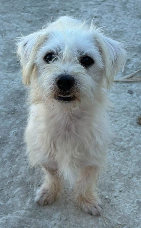 Pepe - Chien Bichon à poil frisé à adopter - photo 11