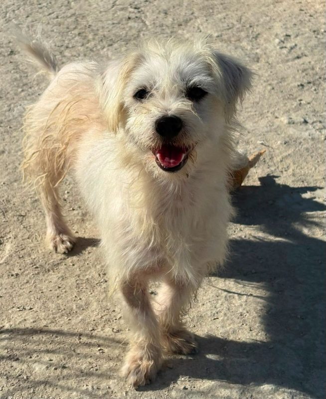 Pepe - Chien Bichon à poil frisé à adopter