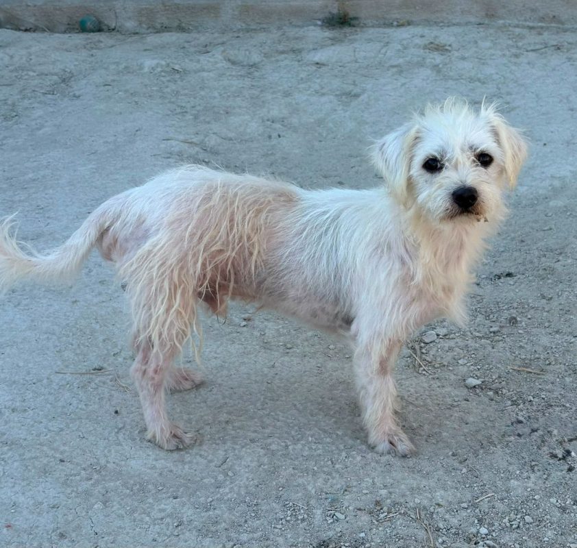 Pepe - Chien Bichon à poil frisé à adopter - photo 10