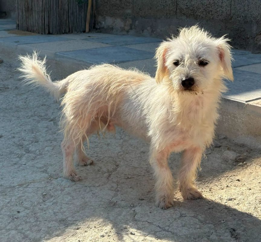 Pepe - Chien Bichon à poil frisé à adopter - photo 6
