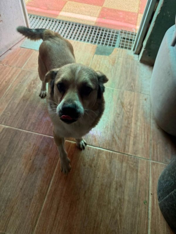 Oscar - Chien à adopter - photo 2