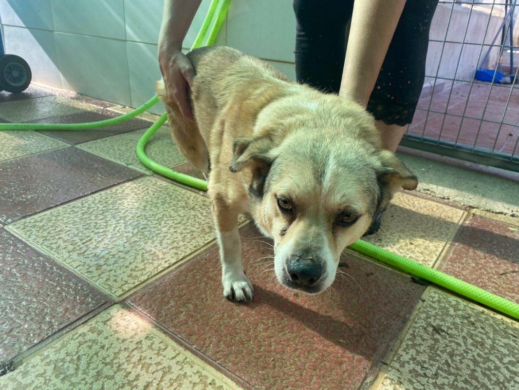 Oscar - Chien à adopter - photo 3