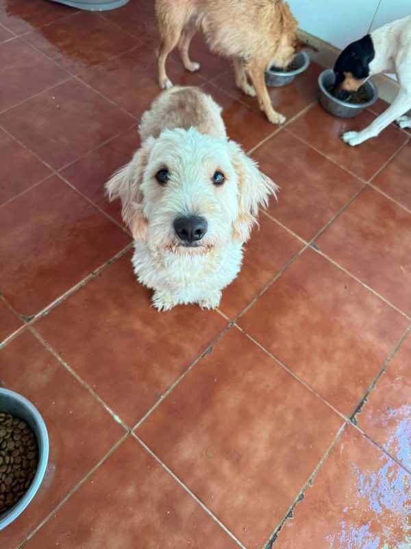 Pluto - Chien à adopter