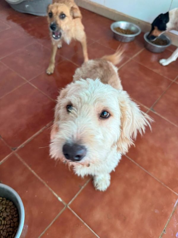 Pluto - Chien à adopter - photo 5