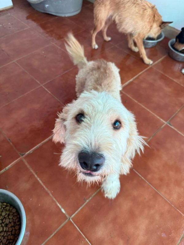Pluto - Chien à adopter - photo 2
