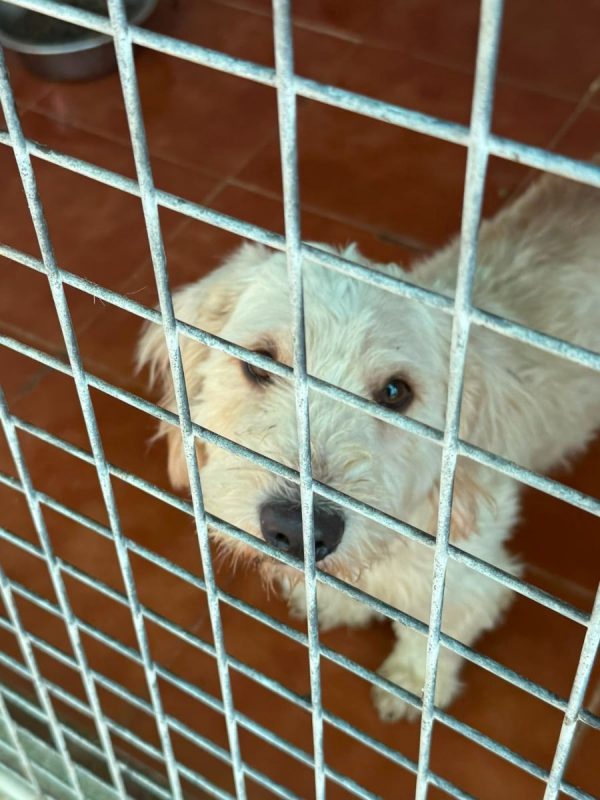Pluto - Chien à adopter - photo 4