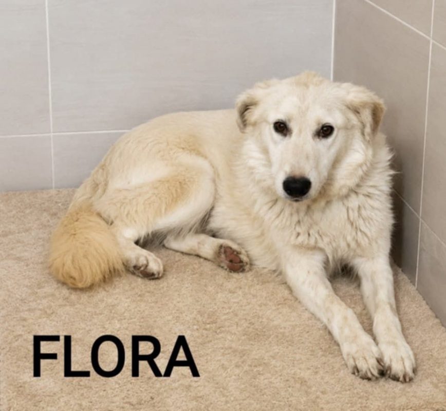FLORA - Chien à adopter - photo 2