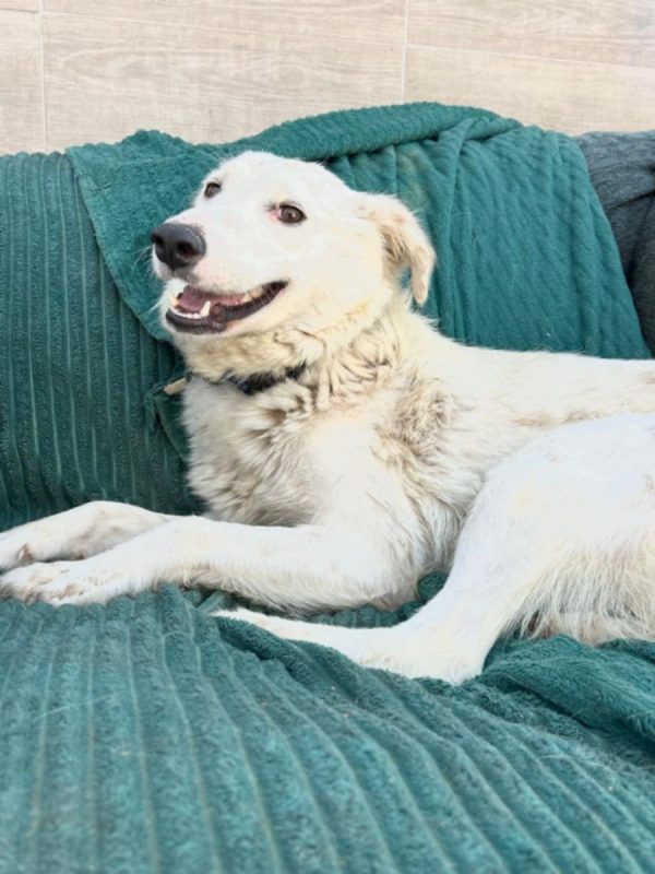 FLORA - Chien à adopter - photo 3