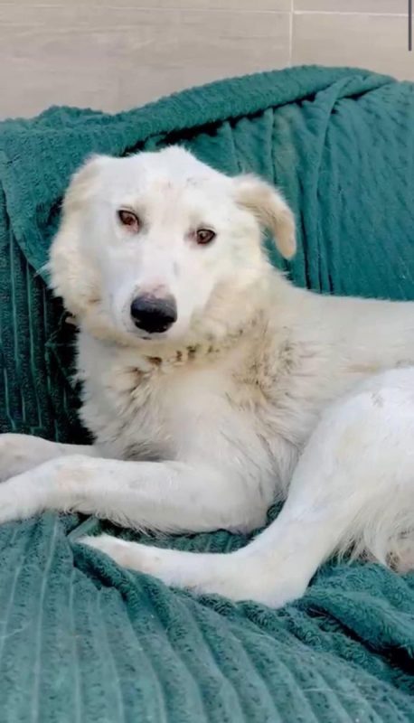 FLORA - Chien à adopter - photo 4