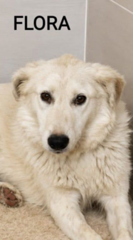 FLORA - Chien à adopter